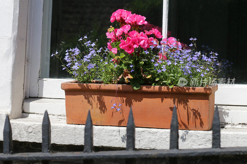 前花园的图像:赤陶土窗框，粉红色的天竺葵/天竺葵花朵和叶子，蓝色的半边莲挂在窗台/窗框上，黑色的铁栅栏栏杆